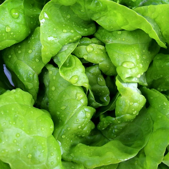 Lettuce Seeds - Butterhead - Way-A-Head - 1 g Packet ~900 Seeds - Lactuca Sativa - Farm & Garden Vegetable Seeds - Non-GMO, Heirloom, Open Pollinated, Annual