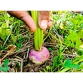 thumbnail image 2 of Bulk Purple Top Turnips Seeds for Food Plot or Cover Crop - Brassica Rapa Purple Top Turnip Forage Radishes (1 Pound), 2 of 3