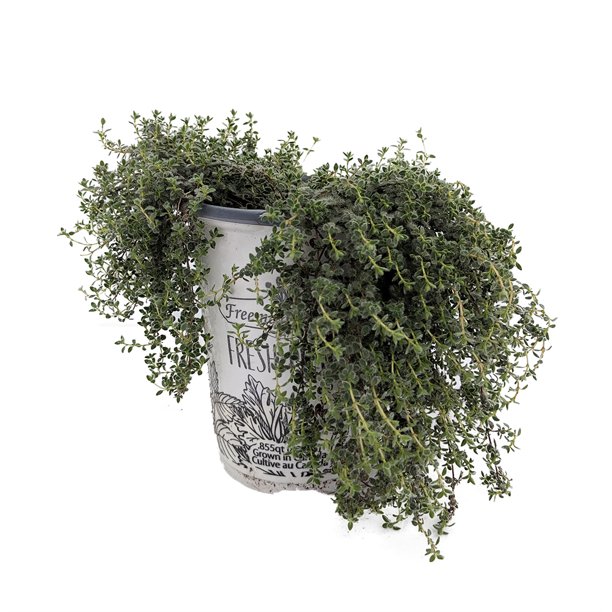 Wooly Thyme Great Groundcover Live Plant Hardy 4.33" Pot