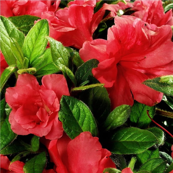 Encore Azalea Autumn Monarch (1 Gallon) Orange Red Flowering Shrub - Full Sun Live Outdoor Plant