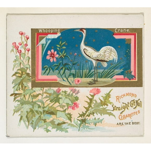 Whooping Crane, from the Game Birds series (N40) for Allen & Ginter Cigarettes Poster Print (18 x 24)