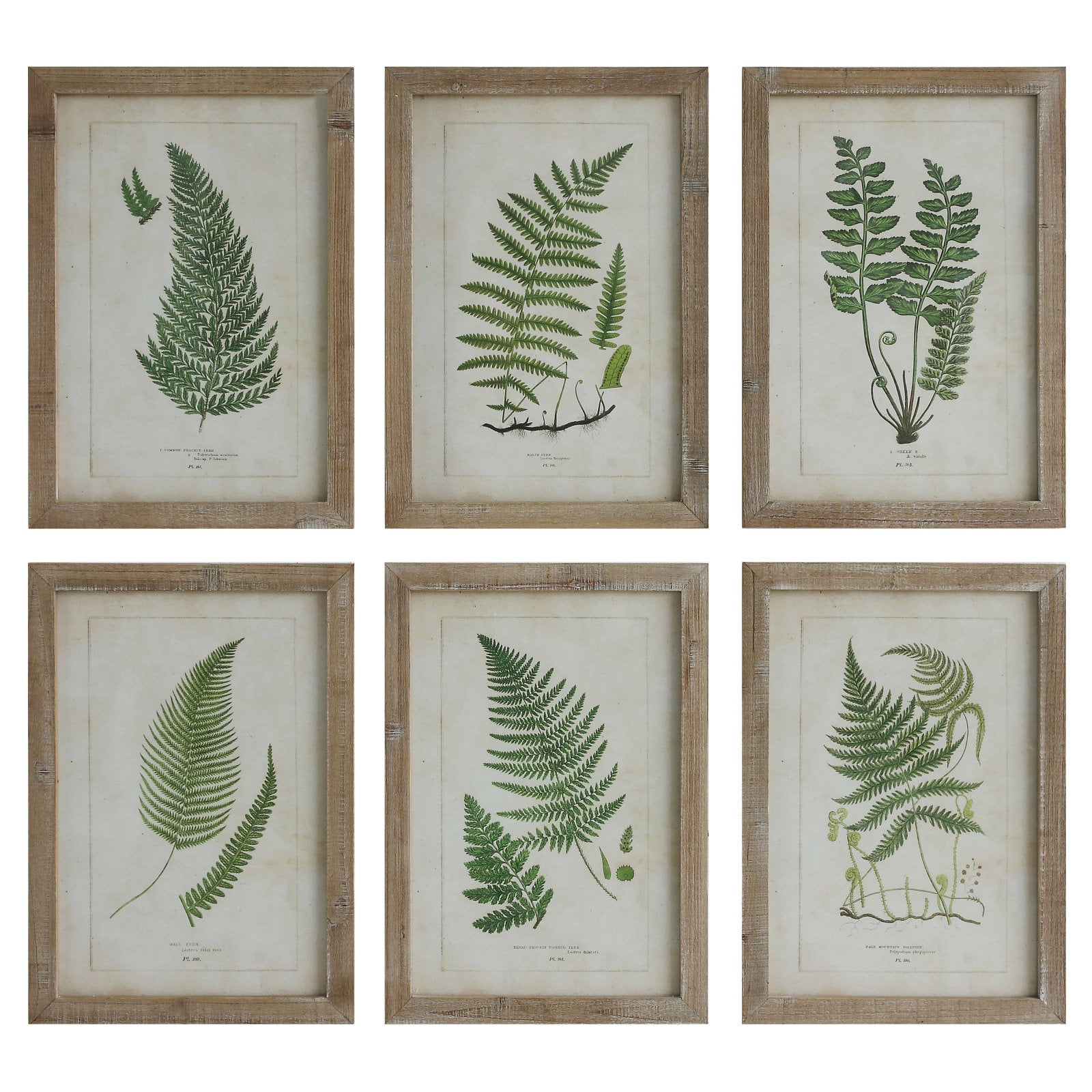 3R Studio Wall Art Wood Framed Brown Framed Fern Prints - Set of 6 ...