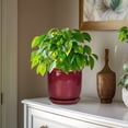 thumbnail image 6 of Ordivic 7 inch Round Red Ceramic Planter with Drainage Hole & Saucer, Flower Pot for Parlor Palm, Ivy, African Violet Entryway Porch & Living Room Decor, 6 of 8