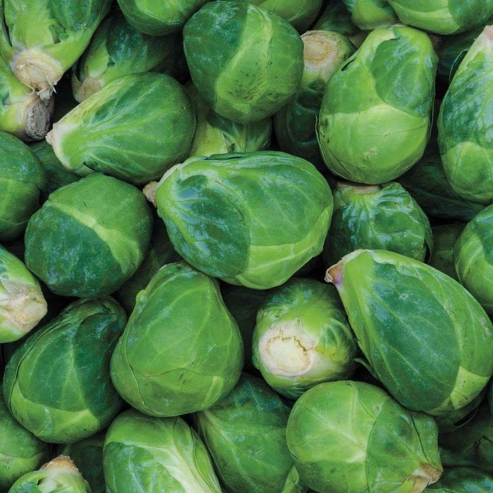 HEIRLOOM BRUSSEL SPROUTS CHURCHILL EARLY DELICIOUS VEGGIE ORGANIC 25+ SEEDS
