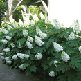 thumbnail image 6 of Oakleaf Hydrangea Plant (Native), Hardy Shrub with White Blooms - Liner, 6 of 6