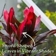 thumbnail image 3 of Tropical Plants of Florida 26" to 33" Hawaiian Ti Cordyline Red Sister Plant; Medium to Bright Light, Foliage Plant, 3 of 6