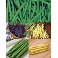 thumbnail image 1 of HIGHGW 100+ Ultimate Bush Bean Seed Collection #1-5 Varieties-Mix Seeds- Heirloom, 1 of 6