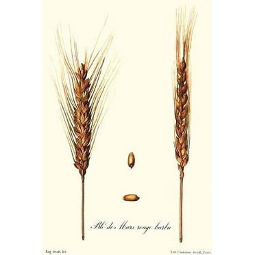 Wheat-Fine Art Canvas Print (20" x 30")