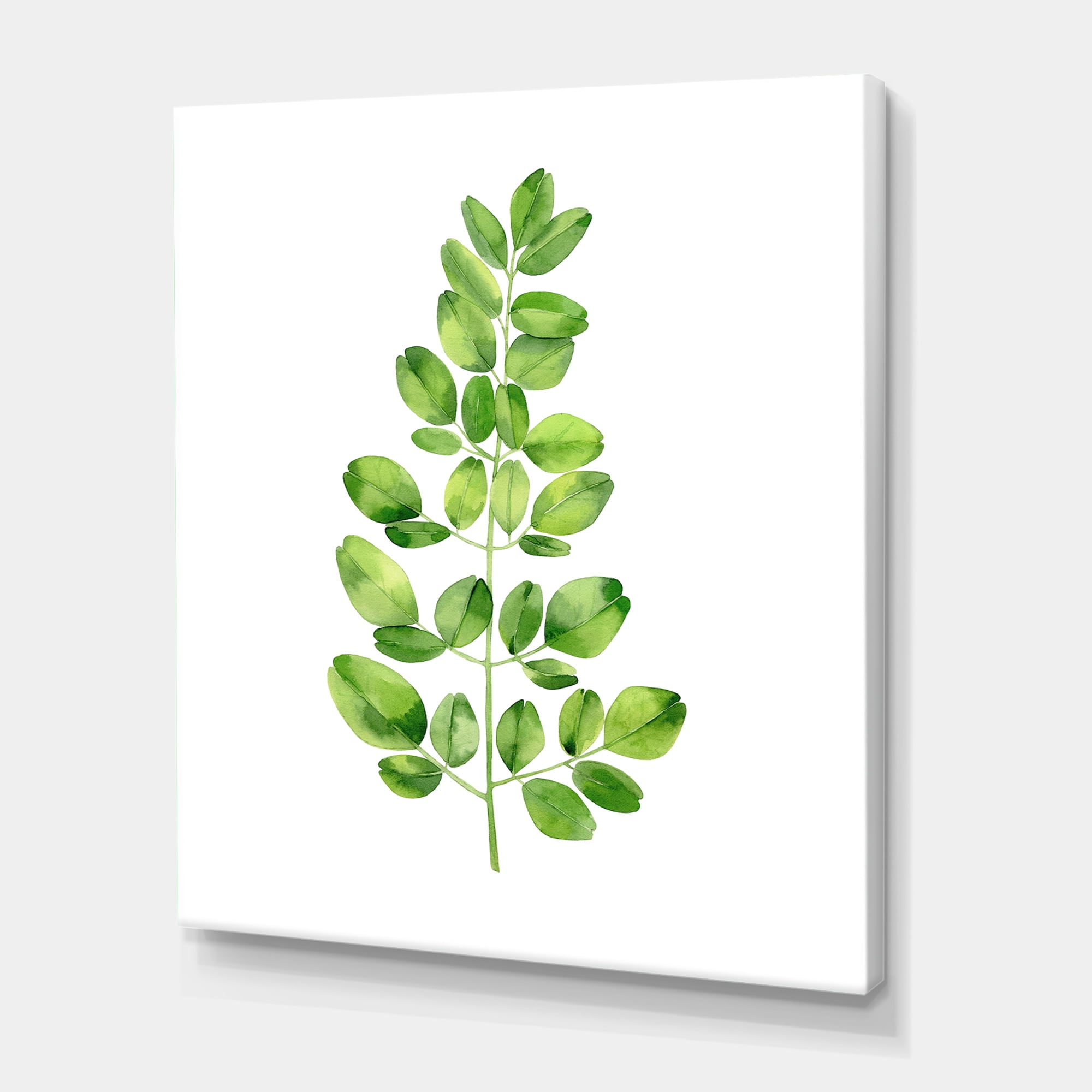 Designart ' Moringa Plant Branch Tropical Tree Foliage ' Farmhouse Canvas Wall Art Print