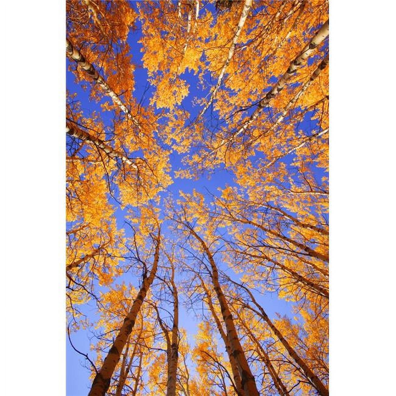 Tree Tops Poster Print by Don Hammond 22 x 34 - Large