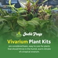 thumbnail image 2 of Josh's Frogs 29 Gallon Tropical Vivarium Plant Kit, 2 of 6