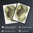 thumbnail image 2 of Mangrove Grape Tree Vintage Botanical Catesby Wall Art Poster Print, 2 of 4