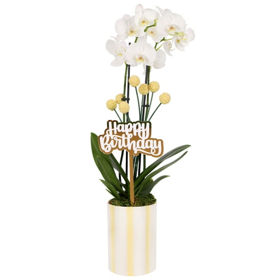 Green Circle Growers 5" Orchid in Yellow Hollywood Pot – Happy Birthday Gift