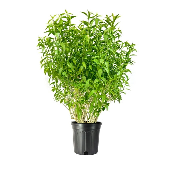 Night Blooming Jasmine  3 Extra Large 3 Gallon Plants  Cestrum nocturnum  Heavenly Scented Shrub  Ideal for Evening Gardens