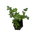 thumbnail image 3 of Mandarin Sunblaze® Miniature Rose Bush - Fragrant/Hardy - 2.5" Pot, 3 of 4