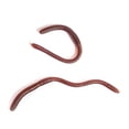 thumbnail image 3 of 20 Pcs Simulation vers de Terre Plastique Réaliste vers Doux Extensible Caoutchouc vers de Terre Jouet pour Fête d'Halloween; 20 Pcs Simulation vers de Terre Plastique Réaliste vers Doux Jouet pour Farce, 3 of 6