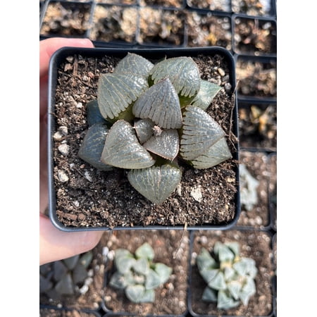 Haworthia Kaurijima, Collectible, Rare Succulents