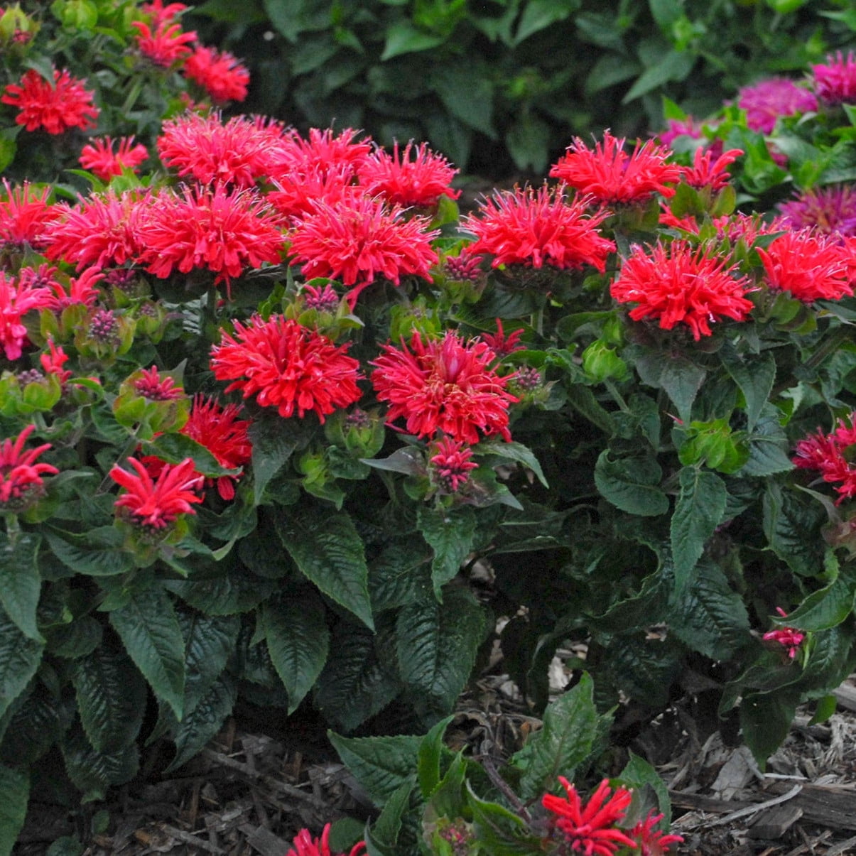 Proven Winners 10" Pink 'Pardon My Cerise' Bee Balm (Monarda didyma) Perennial Live Plant in 6.5" Pot