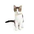 thumbnail image 6 of Miaocao Heart Bling Cat Collar with Safety Belt and Bell 8-11 Inches, 6 of 6