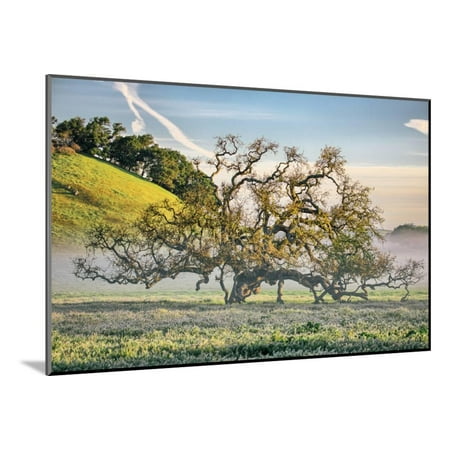 Elegant Oak and Mist, Petaluma Trees, Sonoma County, Bay Area Wood Mounted Print Wall Art By Vincent
