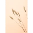 thumbnail image 3 of 1x Studio III 17x24 Black Modern Framed Museum Art Print Titled - Bunny Grass Peach 03, 3 of 5