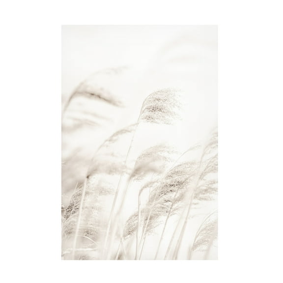Trademark Fine Art Pictufy Studio Reed Canvas Wall Art