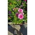 thumbnail image 3 of Carnation Clove Dianthus caryophyllus flower flower Pink White 4 inch pot - Get similar, 3 of 3