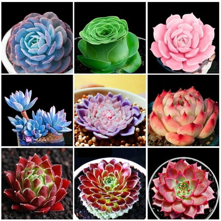 200pcs Assorted Rare Succulents Plants Seeds Desk Decoration Flower Plant Seed Home Garden Yard Decoration Easy To Grow Potted Mini Cute Bonsai