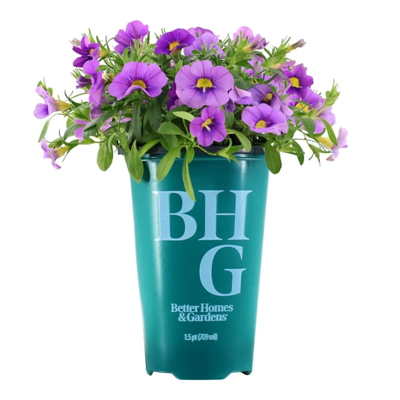 Better Homes & Gardens 9" Purple Calibrachoa Live Plants in 5" Grower Pot Full Sun