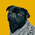 thumbnail image 1 of Photographie Pug 2 - Peinture Diamant DIY, 1 of 6