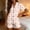 *Orange, variant on Women's Heart Print Pajama Set, Notch Collar Short Sleeve Button Down Shirt and Shorts 2-Piece Loungewear, Cute Sleepwear for Women Light Blue,Women's Plus L