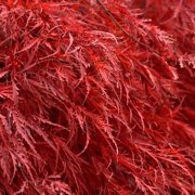 Brighter Blooms - Tamukeyama Japanese Maple Tree, 3-4 ft. - No Shipping to AK, AZ, HI