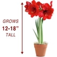 thumbnail image 6 of Bloomingbulb 1 Red Amaryllis, Easy to Grow Live Indoor Flower, Flower Bulb Potted in Festive Pot, Gift for Christmas, Holidays, Housewarming, Office, Home, and Room Decor, 12-24-Inches Tall, 6 of 7