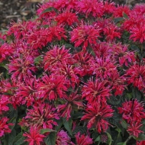 100 Cherry Pops Bee Balm Seeds