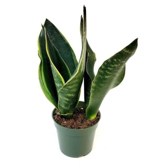 4 in. Sansevieria Fabi Plant in Grower Container (3-Pack)
