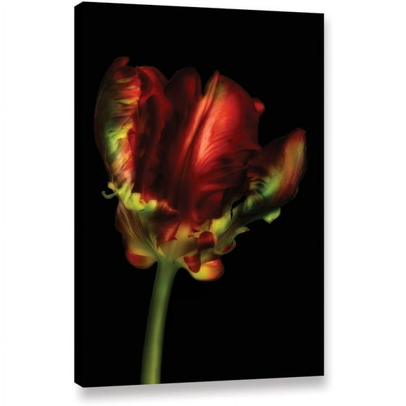 ArtWall Cora Niele "Tulipa Parrot I" Gallery-Wrapped Canvas