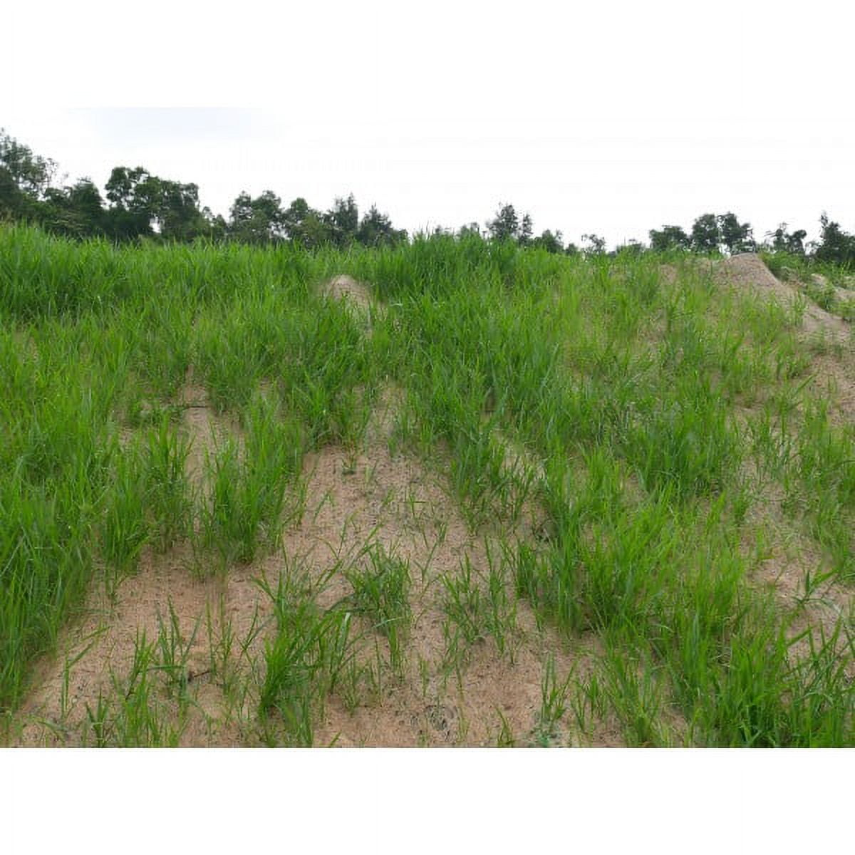 Farm Plastic Supply - Straw Erosion Control Blanket - 3' x 112.5' - Straw Garden and Landscape Cover, Erosion Control Blanket, Straw Blanket, Erosion Control, Mulch, Slope Stabilizer