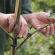 thumbnail image 2 of 25 piezas de separadores de ramas para plantas, herramientas para doblar y fijar ramas., 2 of 5