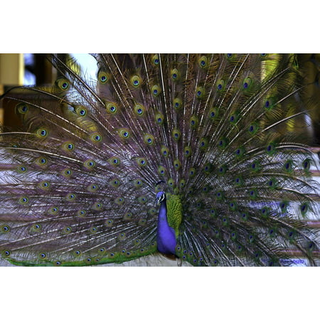 Canvas Print Peacock Peacock's Tail Fan Beauty Birds Stretched Canvas 10 x 14