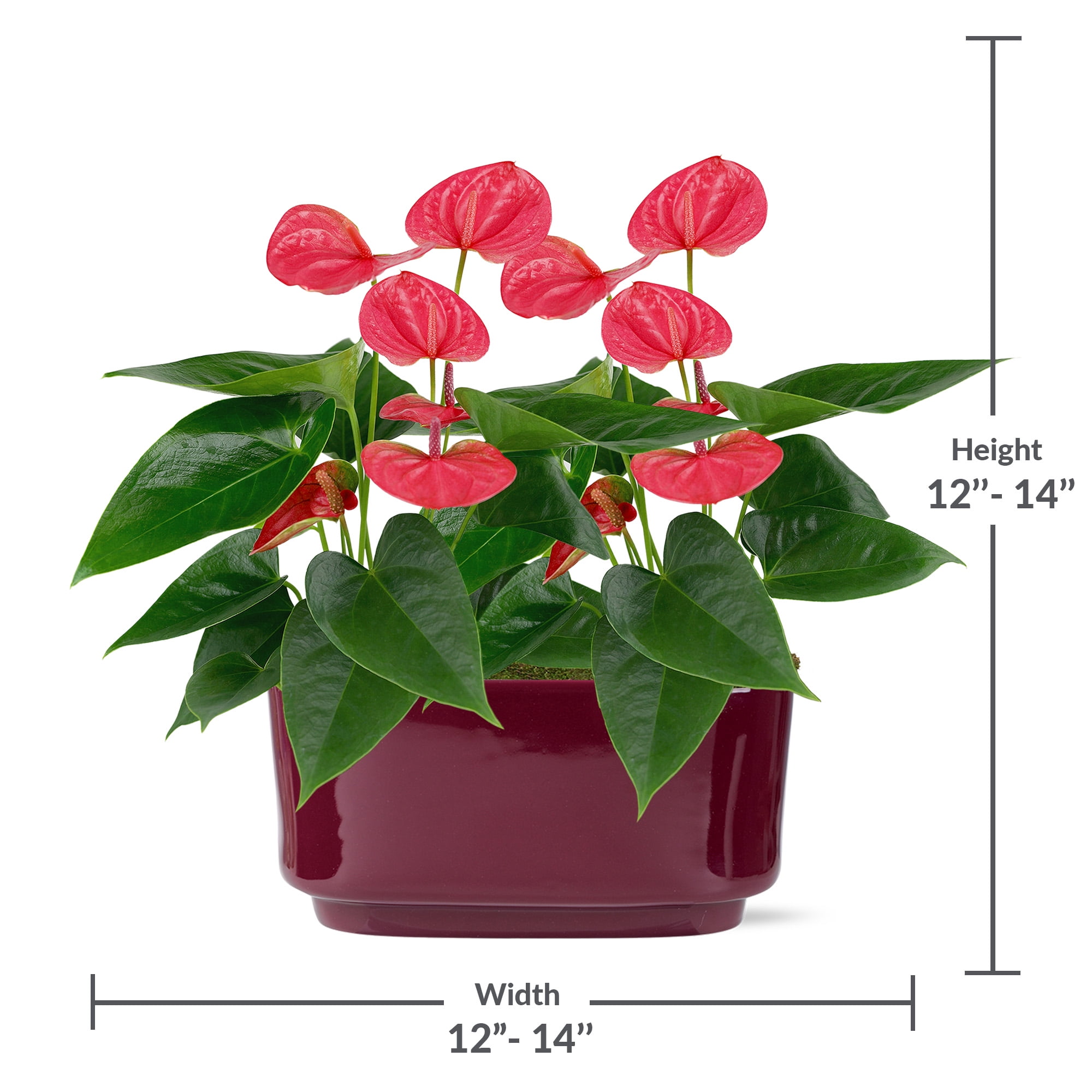 10” Pink Anthurium in Dark Purple Ceramic – Love You Collection