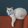 thumbnail image 2 of Nuevo Collar de Gato de Color de Mascota - Diseño de Piruleta - Collar de Campana Ajustable, 2 of 4