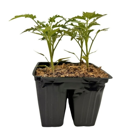 Expert Gardener Live Tomato Plants, Full Sun, 4-Pack Flat, Outdoor Vegetable Garden Plants
