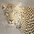 thumbnail image 3 of Allen, Kimberly 15x15 Black Modern Framed Museum Art Print Titled - God Is Our Refuge Leopard v2, 3 of 5