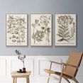 thumbnail image 5 of Sepia Botanical Journal I - Framed Premium Gallery Wrapped Canvas L Frame 3 Piece Set - Ready to Hang, 5 of 9