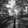 thumbnail image 3 of Henson, Martin 15x15 Black Modern Framed Museum Art Print Titled - Woodland Tones I, 3 of 5