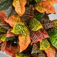thumbnail image 4 of Nearly Natural 44" Croton Plastic Artificial Plant in Planter, Orange, 4 of 4