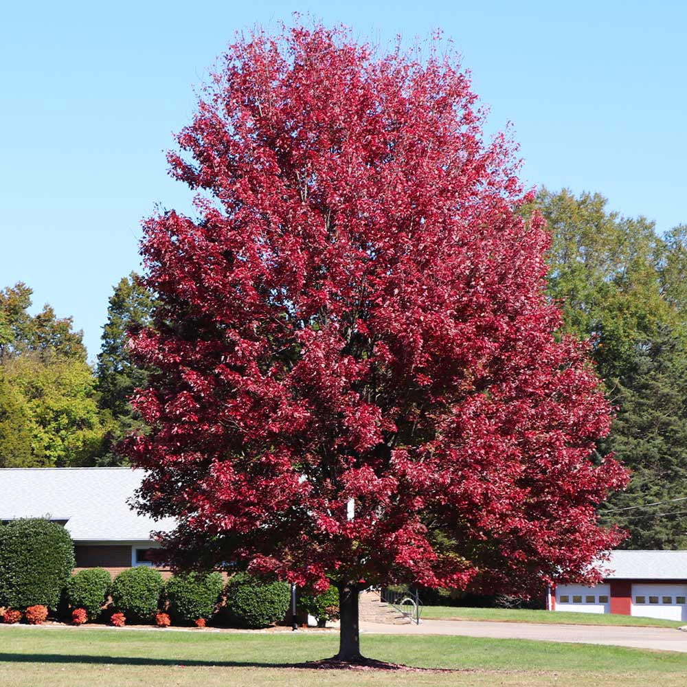 Brighter Blooms - Autumn Blaze® Red Maple Tree, 5-6 ft. - No Shipping to AK, AZ, HI