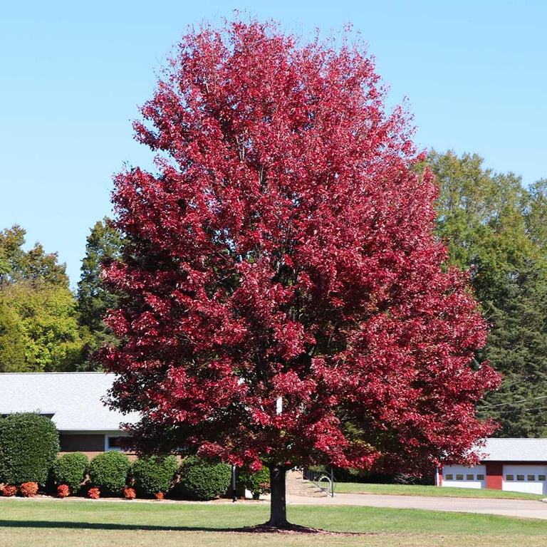 red tree① autumn-blaze-red-maple-tree-