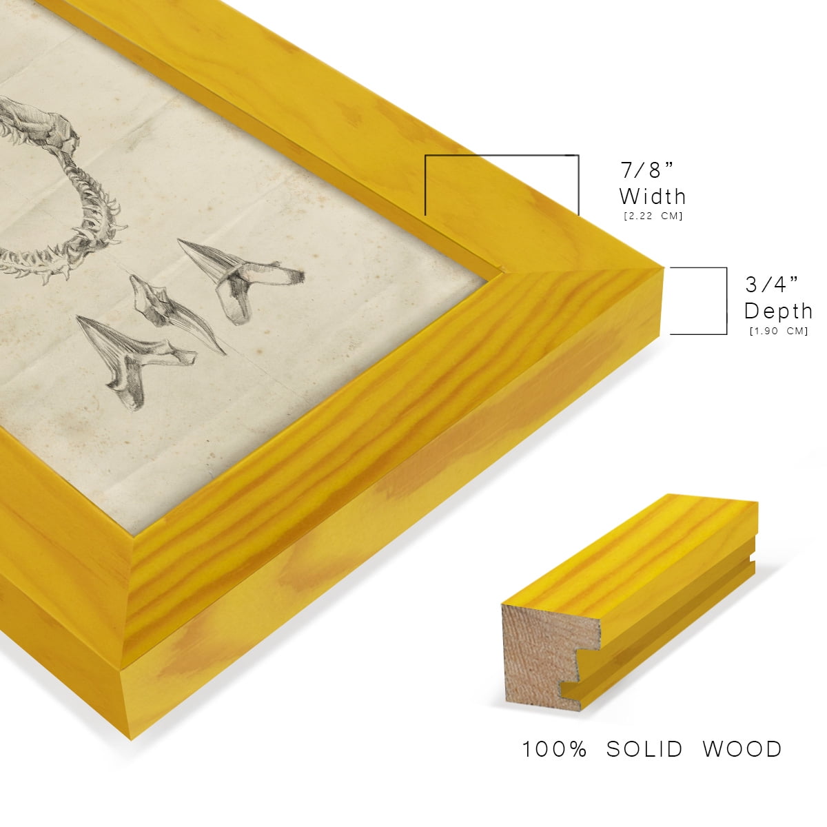 Shark Study I - Framed Print w/glass - Sunflower Yellow