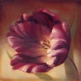 thumbnail image 2 of Romero, Paulo 26x26 Black Ornate Wood Framed with Double Matting Museum Art Print Titled - Eventide Tulip, 2 of 4